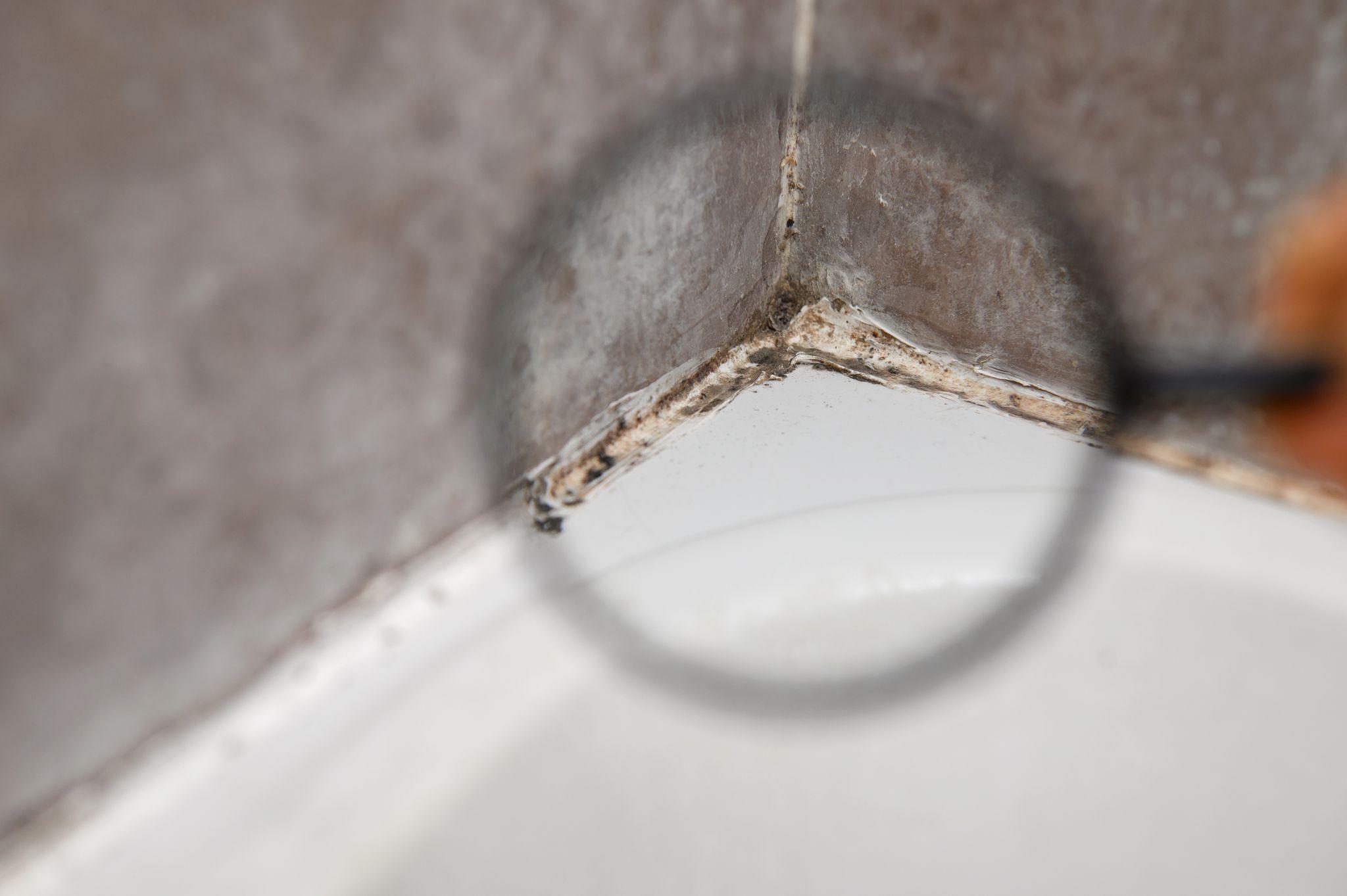 bathroom mold and mildew