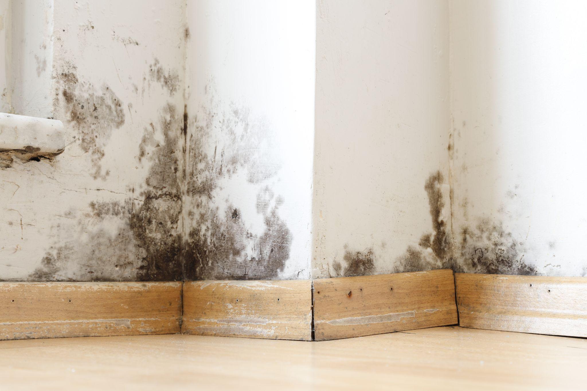 Mold in a California home caused by a flash flood
